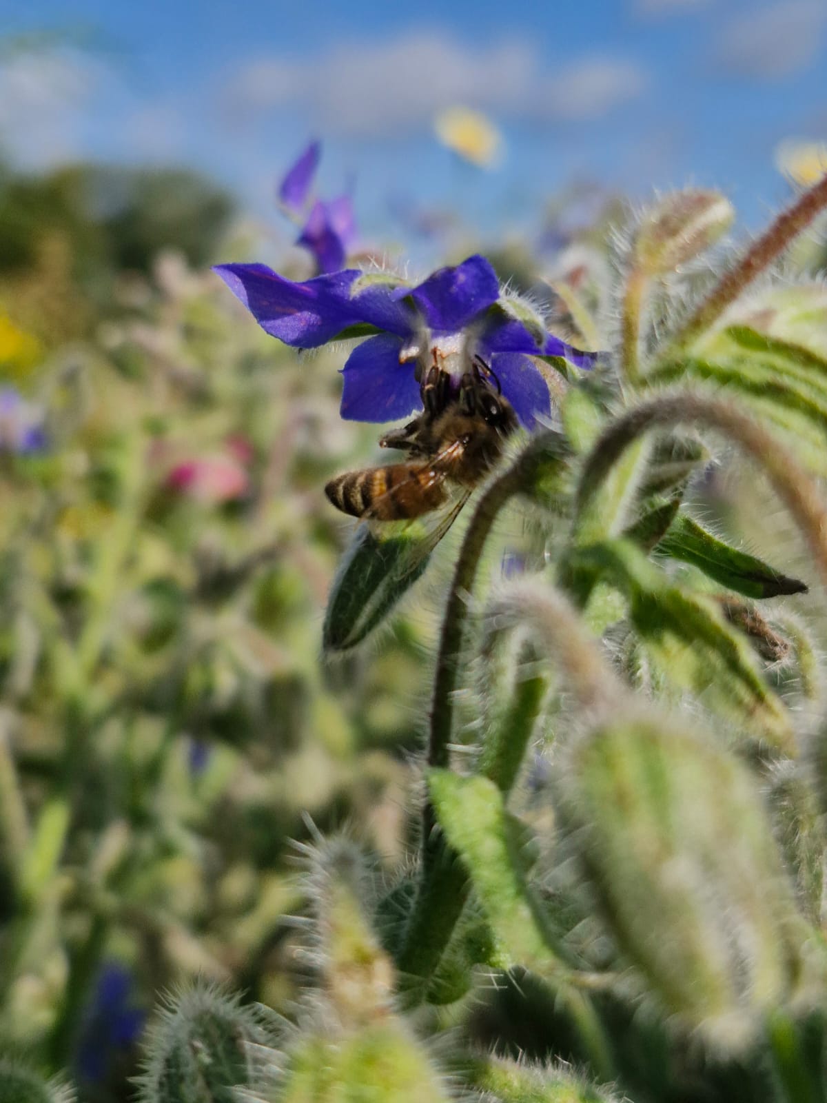 North Yorkshire Borage Honey 340g