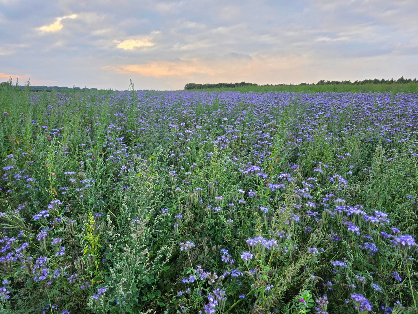 North Yorkshire Borage Runny Honey (340g)