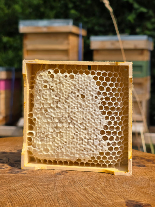 Spring Honeycomb in Wooden Section 320g