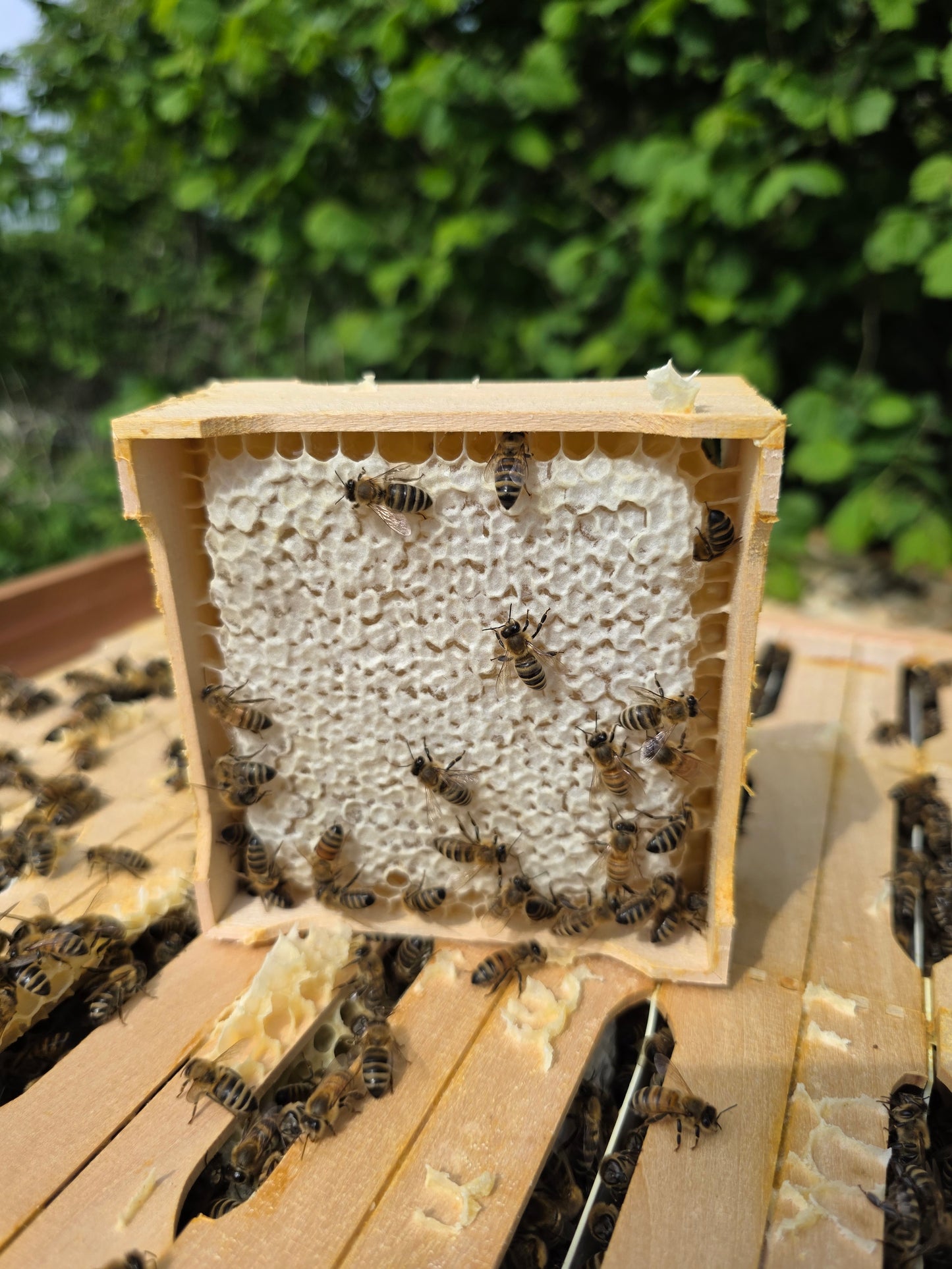 Spring Oil Seed Rape Comb Honey Section