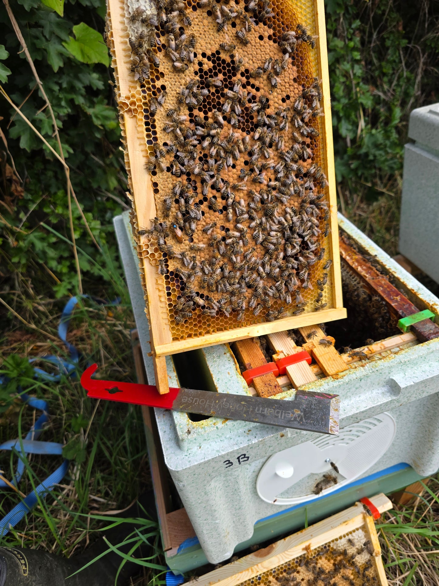 BS National Overwintered 6 Frame Nuc of Bees ( Deposit )