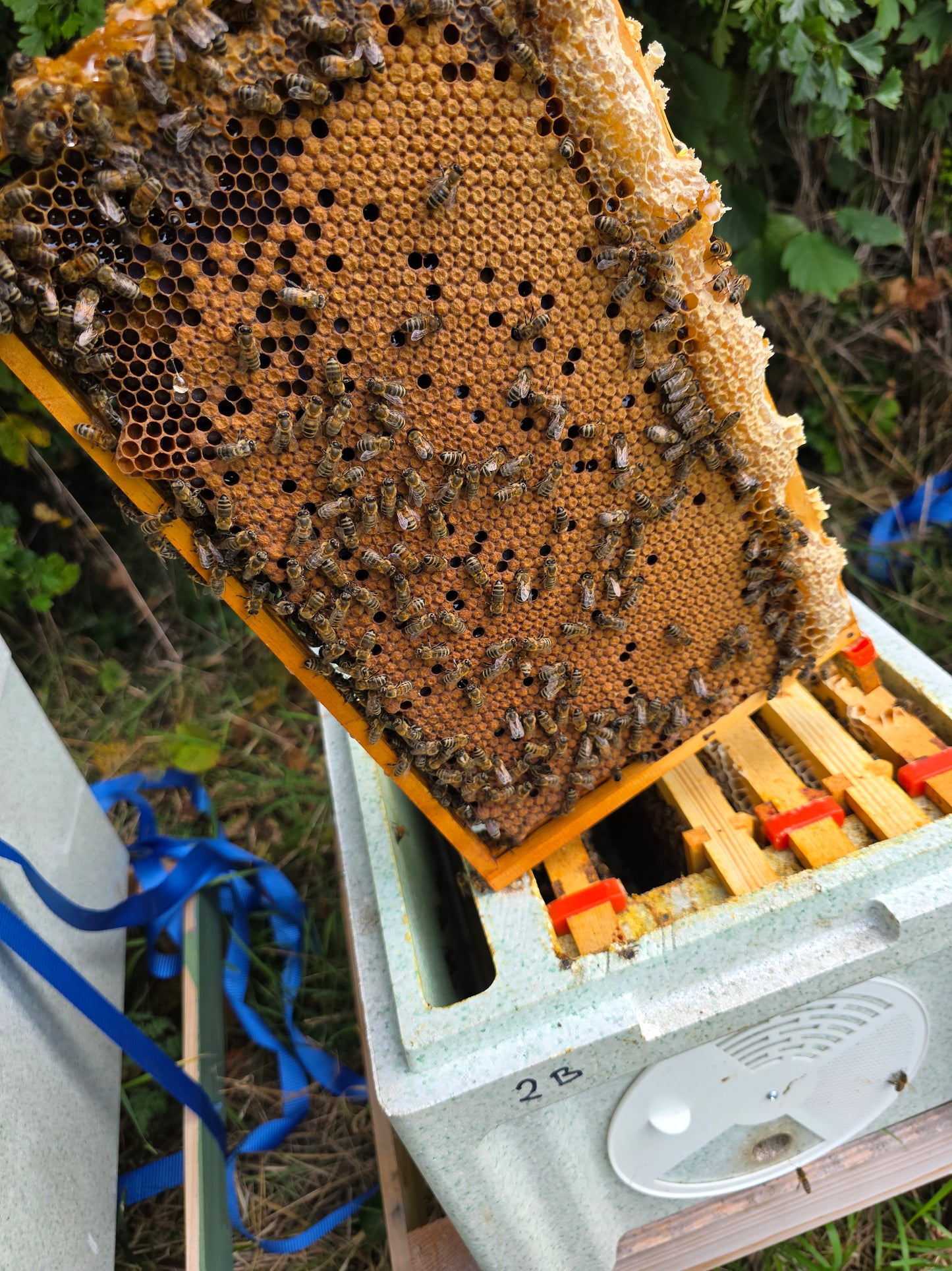 BS National Overwintered 6 Frame Nuc of Bees ( Deposit )