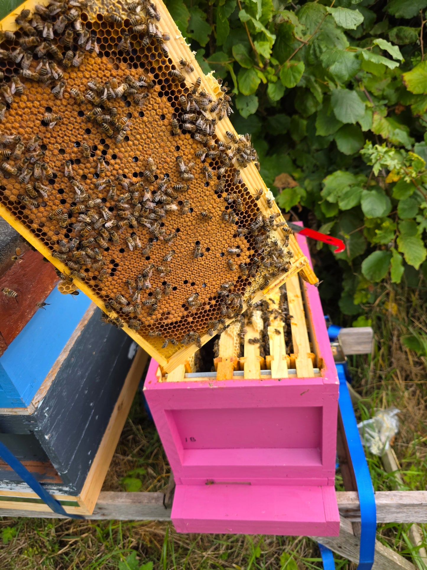 BS National Overwintered 6 Frame Nuc of Bees ( Deposit )