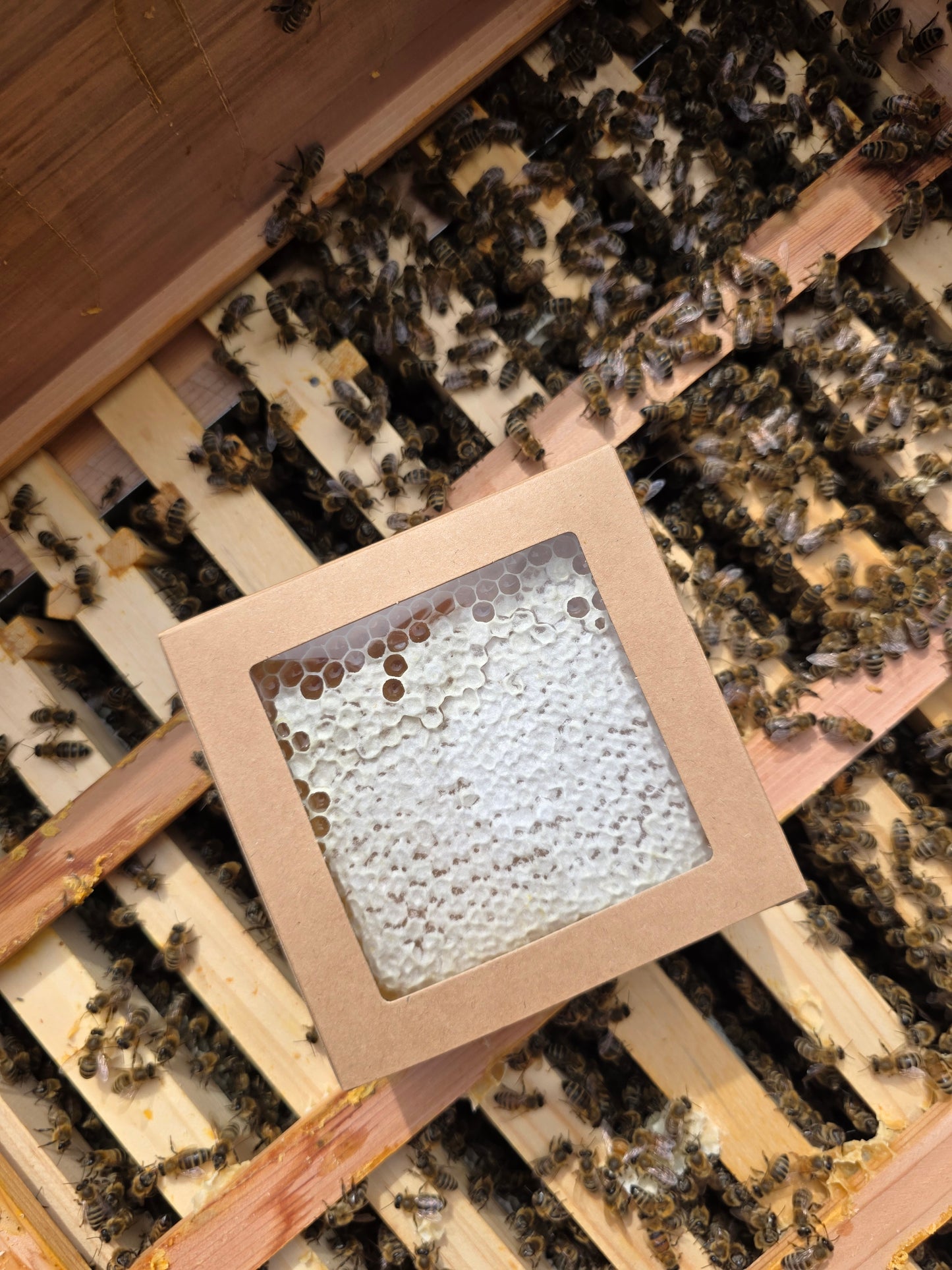 Spring Oil Seed Rape Comb Honey Section