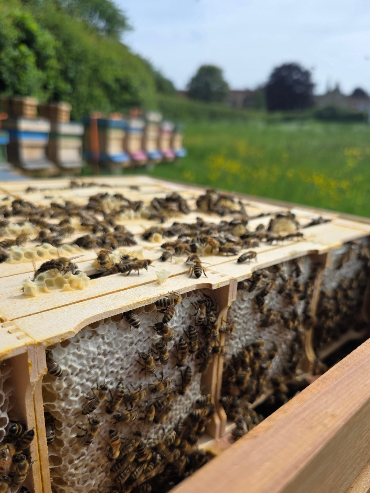 Spring Oil Seed Rape Comb Honey Section